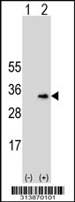 Western blot analysis of his-tag TMCO1 (arrow) using his tag antibody. 293 cell lysates (2 ug/lane) either nontransfected (Lane 1) or transiently transfected with the TMCO1 gene
