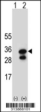 Western blot analysis of his-tag SSX2 (arrow) using his tag antibody. 293 cell lysates (2 ug/lane) either nontransfected (Lane 1) or transiently transfected with the SSX2 gene