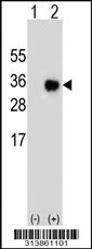 Western blot analysis of his-tag GPBP1 (arrow) using his tag antibody. 293 cell lysates (2 ug/lane) either nontransfected (Lane 1) or transiently transfected with the GPBP1 gene