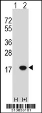 Western blot analysis of his-tag SF3B14 (arrow) using his tag antibody. 293 cell lysates (2 ug/lane) either nontransfected (Lane 1) or transiently transfected with the SF3B14 gene