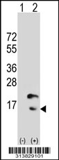 Western blot analysis of his-tag VAMP2 (arrow) using his tag antibody. 293 cell lysates (2 ug/lane) either nontransfected (Lane 1) or transiently transfected with the VAMP2 gene.