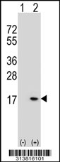 Western blot analysis of his-tag PRNPIP (arrow) using his tag antibody. 293 cell lysates (2 ug/lane) either nontransfected (Lane 1) or transiently transfected with the PRNPIP gene