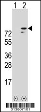 Western blot analysis of his-tag OXR1 (arrow) using his tag antibody. 293 cell lysates (2 ug/lane) either nontransfected (Lane 1) or transiently transfected with the OXR1 gene