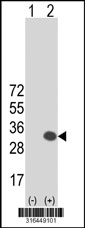 Western blot analysis of his-tag LIN7A (arrow) using his tag antibody. 293T cell lysates (2 ug/lane) either nontransfected (Lane 1) or transiently transfected with the LIN7A gene‘