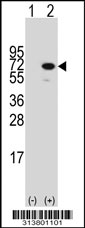 Western blot analysis of his-tag DDX50 (arrow) using his tag antibody. 293 cell lysates (2 ug/lane) either nontransfected (Lane 1) or transiently transfected with the DDX50 gene.