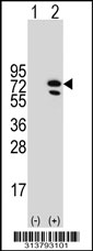Western blot analysis of his-tag CLPB (arrow) using his tag antibody. 293 cell lysates (2 ug/lane) either nontransfected (Lane 1) or transiently transfected with the CLPB gene.