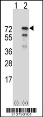 Western blot analysis of his-tag MAN1B1 (arrow) using his tag antibody. 293 cell lysates (2 ug/lane) either nontransfected (Lane 1) or transiently transfected with the MAN1B1 gene