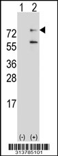 Western blot analysis of his-tag PRPF3 (arrow) using his tag antibody. 293 cell lysates (2 ug/lane) either nontransfected (Lane 1) or transiently transfected with the PRPF3 gene