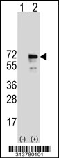Western blot analysis of his-tag PITRM1 (arrow) using his tag antibody. 293 cell lysates (2 ug/lane) either nontransfected (Lane 1) or transiently transfected with the PITRM1 gene