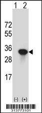 Western blot analysis of his-tag SRM (arrow) using his tag antibody. 293 cell lysates (2 ug/lane) either nontransfected (Lane 1) or transiently transfected with the SRM gene