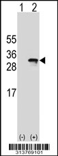 Western blot analysis of his-tag HSD17B10 (arrow) using his tag antibody. 293 cell lysates (2 ug/lane) either nontransfected (Lane 1) or transiently transfected with the HSD17B10 gene