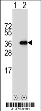 Western blot analysis of his-tag CHMP4C (arrow) using his tag antibody. 293 cell lysates (2 ug/lane) either nontransfected (Lane 1) or transiently transfected with the CHMP4C gene