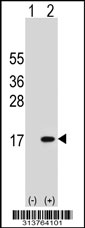 Western blot analysis of his-tag NUTF2 (arrow) using his tag antibody. 293 cell lysates (2 ug/lane) either nontransfected (Lane 1) or transiently transfected with the NUTF2 gene