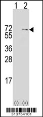 Western blot analysis of his-tag POLR3E (arrow) using his tag antibody. 293 cell lysates (2 ug/lane) either nontransfected (Lane 1) or transiently transfected with the POLR3E gene