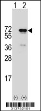 Western blot analysis of his-tag PDIA4 (arrow) using his tag antibody. 293 cell lysates (2 ug/lane) either nontransfected (Lane 1) or transiently transfected with the PDIA4 gene