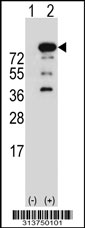 Western blot analysis of his-tag UBA2 (arrow) using his tag antibody. 293 cell lysates (2 ug/lane) either nontransfected (Lane 1) or transiently transfected with the UBA2 gene