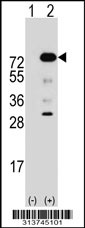 Western blot analysis of his-tag CCDC120 (arrow) using his tag antibody. 293 cell lysates (2 ug/lane) either nontransfected (Lane 1) or transiently transfected with the CCDC120 gene