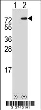 Western blot analysis of his-tag SNX9 (arrow) using his tag antibody. 293 cell lysates (2 ug/lane) either nontransfected (Lane 1) or transiently transfected with the SNX9 gene