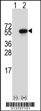 Western blot analysis of his-tag DNPEP (arrow) using his tag antibody. 293 cell lysates (2 ug/lane) either nontransfected (Lane 1) or transiently transfected with the DNPEP gene