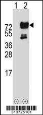 Western blot analysis of his-tag KIAA0494 (arrow) using his tag antibody. 293 cell lysates (2 ug/lane) either nontransfected (Lane 1) or transiently transfected with the KIAA0494 gene