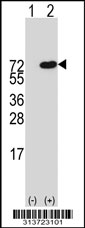 Western blot analysis of his-tag SNX4 (arrow) using his tag antibody. 293 cell lysates (2 ug/lane) either nontransfected (Lane 1) or transiently transfected with the SNX4 gene