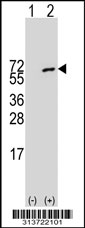 Western blot analysis of his-tag TLE6 (arrow) using his tag antibody. 293 cell lysates (2 ug/lane) either nontransfected (Lane 1) or transiently transfected with the TLE6 gene