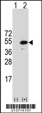 Western blot analysis of his-tag FAM151A (arrow) using his tag antibody. 293 cell lysates (2 ug/lane) either nontransfected (Lane 1) or transiently transfected with the FAM151A gene