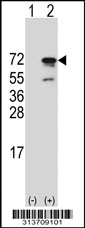 Western blot analysis of his-tag PRR14 (arrow) using his tag antibody. 293 cell lysates (2 ug/lane) either nontransfected (Lane 1) or transiently transfected with the PRR14 gene