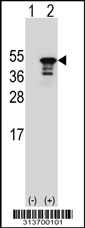 Western blot analysis of his-tag PSPC1 (arrow) using his tag antibody. 293 cell lysates (2 ug/lane) either nontransfected (Lane 1) or transiently transfected with the PSPC1 gene