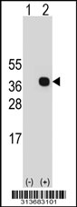 Western blot analysis of his-tag POLR2C (arrow) using his tag antibody. 293 cell lysates (2 ug/lane) either nontransfected (Lane 1) or transiently transfected with the POLR2C gene