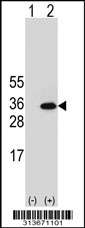 Western blot analysis of his-tag TPMT (arrow) using his tag antibody. 293 cell lysates (2 ug/lane) either nontransfected (Lane 1) or transiently transfected with the TPMT gene