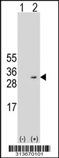 Western blot analysis of his-tag NIPSNAP3A (arrow) using his tag antibody. 293 cell lysates (2 ug/lane) either nontransfected (Lane 1) or transiently transfected with the NIPSNAP3A gene