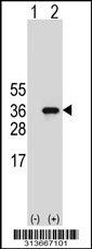 Western blot analysis of his-tag PDCL3 (arrow) using his tag antibody. 293 cell lysates (2 ug/lane) either nontransfected (Lane 1) or transiently transfected with the PDCL3 gene