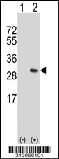 Western blot analysis of his-tag METTL2A (arrow) using his tag antibody. 293 cell lysates (2 ug/lane) either nontransfected (Lane 1) or transiently transfected with the METTL2A gene