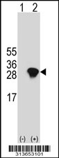 Western blot analysis of his-tag EXOSC5 (arrow) using his tag antibody. 293 cell lysates (2 ug/lane) either nontransfected (Lane 1) or transiently transfected with the EXOSC5 gene