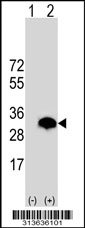 Western blot analysis of his-tag TAF11 (arrow) using his tag antibody. 293 cell lysates (2 ug/lane) either nontransfected (Lane 1) or transiently transfected with the TAF11 gene