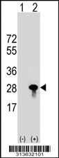 Western blot analysis of his-tag COPS8 (arrow) using his tag antibody. 293 cell lysates (2 ug/lane) either nontransfected (Lane 1) or transiently transfected with the COPS8 gene