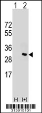 Western blot analysis of his-tag C1orf149 (arrow) using his tag antibody. 293 cell lysates (2 ug/lane) either nontransfected (Lane 1) or transiently transfected with the C1orf149 gene