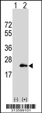 Western blot analysis of his-tag ARL6IP5 (arrow) using his tag antibody. 293 cell lysates (2 ug/lane) either nontransfected (Lane 1) or transiently transfected with the ARL6IP5 gene