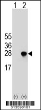 Western blot analysis of his-tag APOBEC3C (arrow) using his tag antibody. 293 cell lysates (2 ug/lane) either nontransfected (Lane 1) or transiently transfected with the APOBEC3C gene