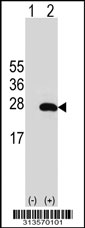 Western blot analysis of his-tag PTGES3 (arrow) using his tag antibody. 293 cell lysates (2 ug/lane) either nontransfected (Lane 1) or transiently transfected with the PTGES3 gene