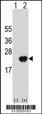 Western blot analysis of his-tag POLR2D (arrow) using his tag antibody. 293 cell lysates (2 ug/lane) either nontransfected (Lane 1) or transiently transfected with the POLR2D gene