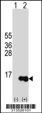 Western blot analysis of his-tag C6orf125 (arrow) using his tag antibody. 293 cell lysates (2 ug/lane) either nontransfected (Lane 1) or transiently transfected with the C6orf125 gene