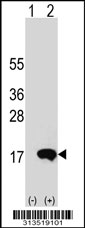 Western blot analysis of his-tag EIF1B (arrow) using his tag antibody. 293 cell lysates (2 ug/lane) either nontransfected (Lane 1) or transiently transfected with the EIF1B gene