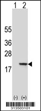 Western blot analysis of his-tag RPS27L (arrow) using his tag antibody. 293 cell lysates (2 ug/lane) either nontransfected (Lane 1) or transiently transfected with the RPS27L gene