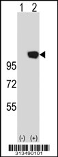 Western blot analysis of his-tag GNL2 (arrow) using his tag antibody. 293 cell lysates (2 ug/lane) either nontransfected (Lane 1) or transiently transfected with the GNL2 gene