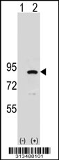 Western blot analysis of his-tag DPP3 (arrow) using his tag antibody. 293 cell lysates (2 ug/lane) either nontransfected (Lane 1) or transiently transfected with the DPP3 gene