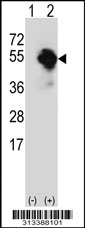Western blot analysis of his-tag SLC25A46 (arrow) using his tag antibody. 293 cell lysates (2 ug/lane) either nontransfected (Lane 1) or transiently transfected with the SLC25A46 gene