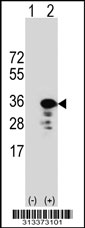 Western blot analysis of his-tag SH3GL2 (arrow) using his tag antibody. 293 cell lysates (2 ug/lane) either nontransfected (Lane 1) or transiently transfected with the SH3GL2 gene