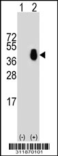 Western blot analysis of his-tag SYP (arrow) using his tag antibody. 293 cell lysates (2 ug/lane) either nontransfected (Lane 1) or transiently transfected with the SYP gene.